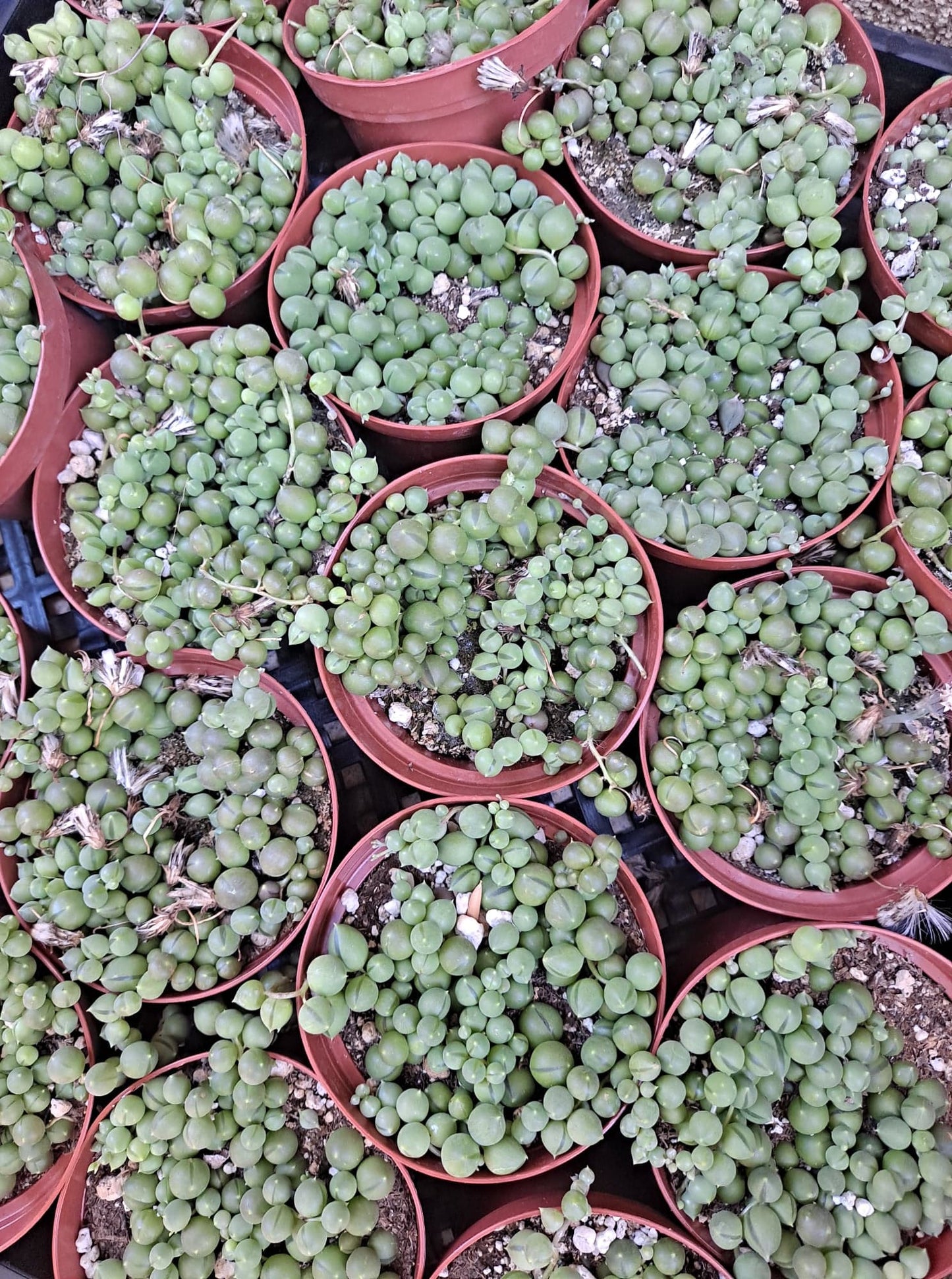 Senecio Rowleyanus String of Pearls