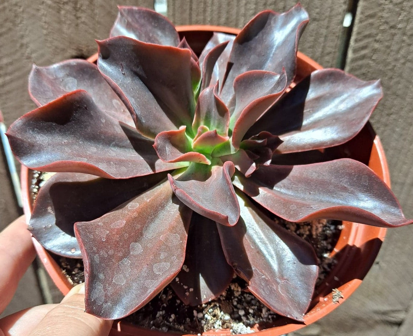 Echeveria 'Red Baron'