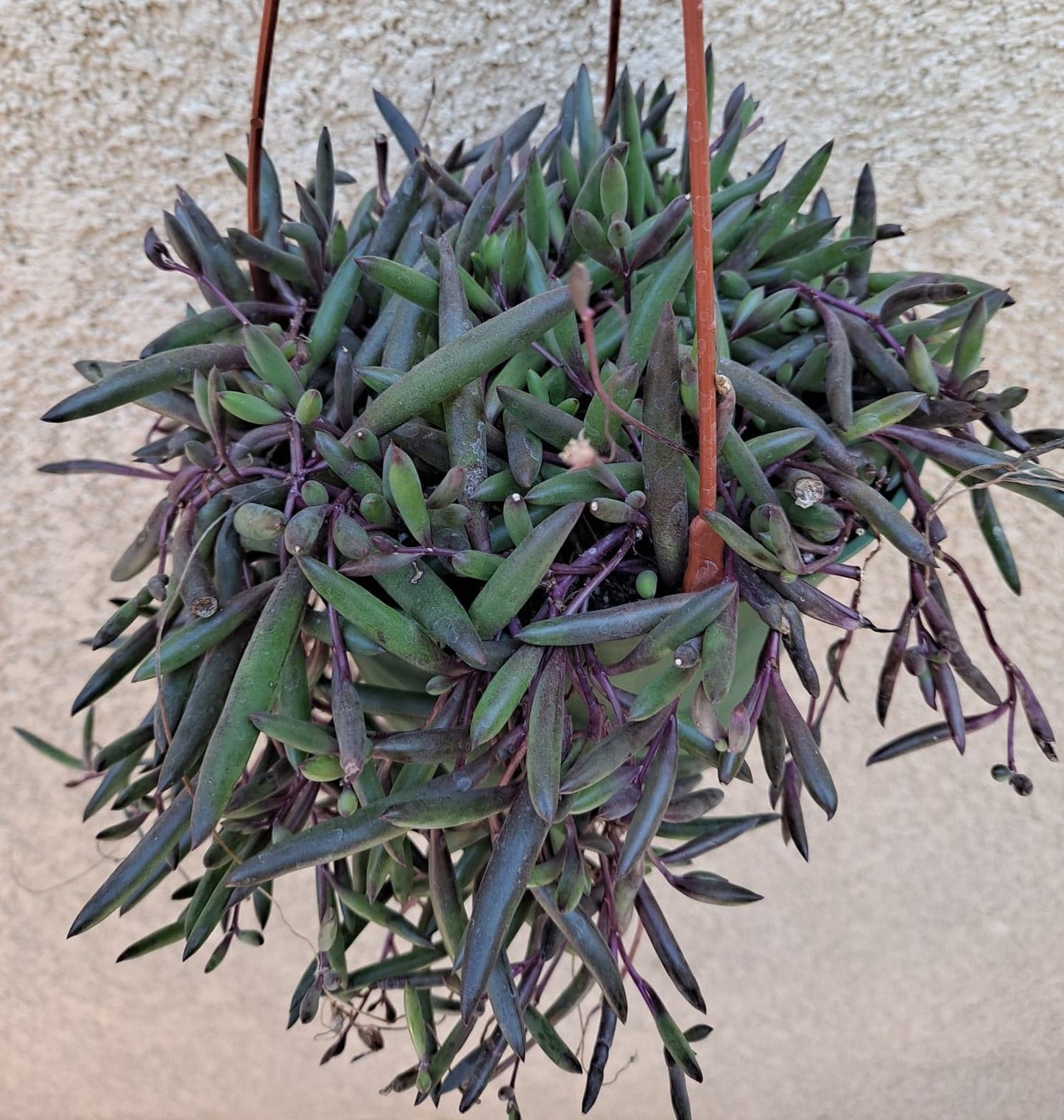 Othonna capensis ‘Ruby Necklace’