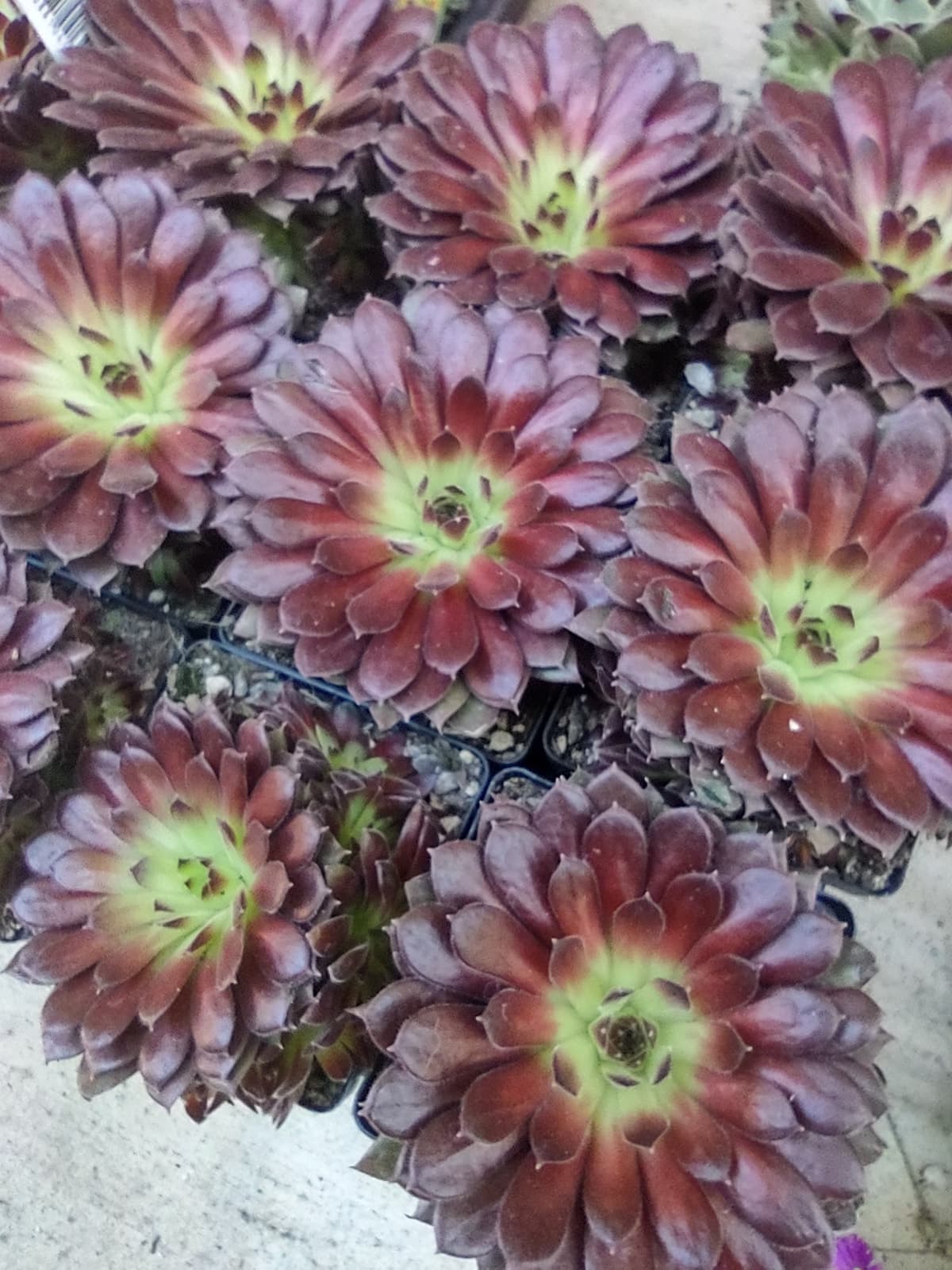 Sempervivum 'Pacific Red Tide'