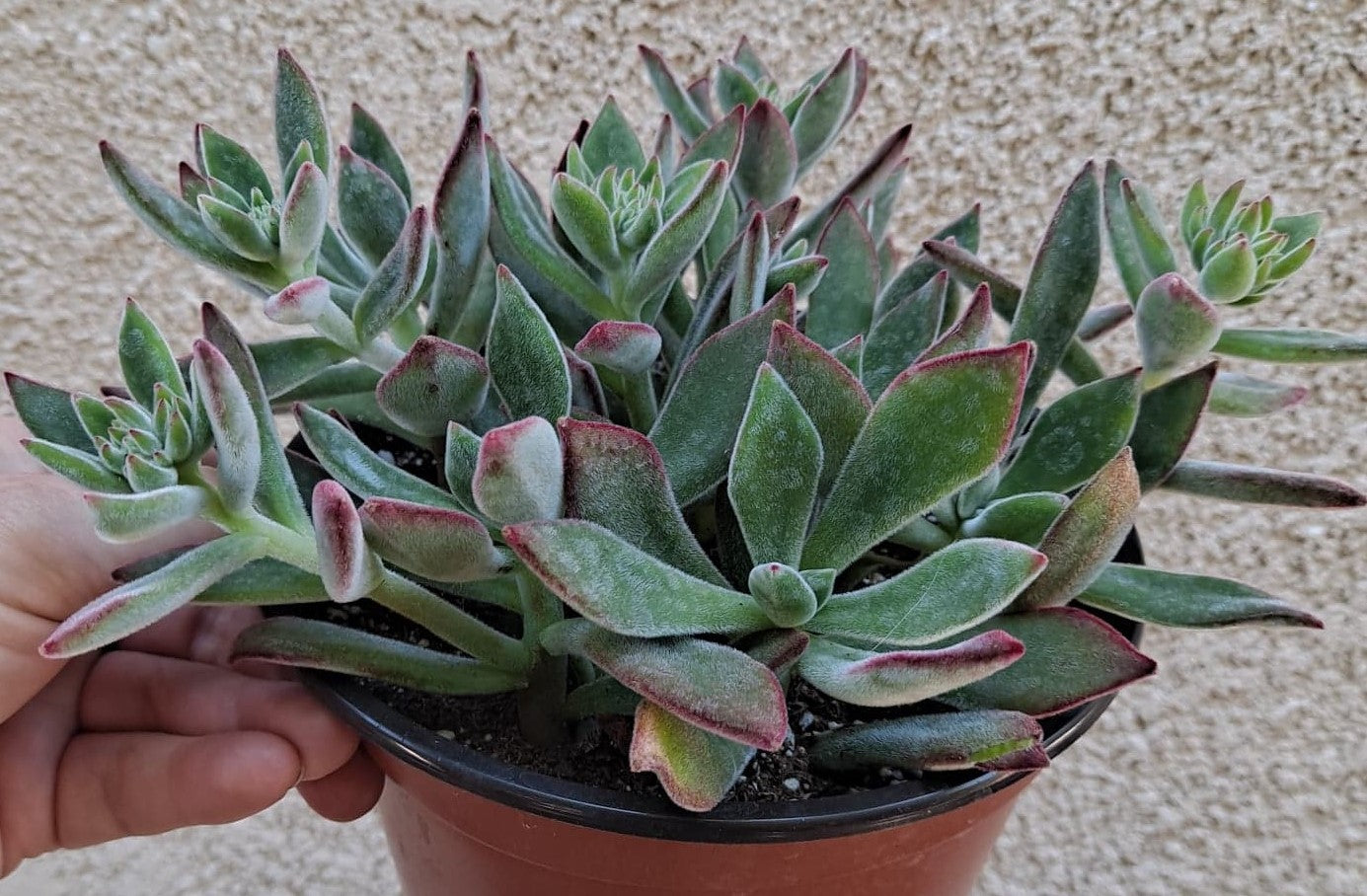 Echeveria harmsii