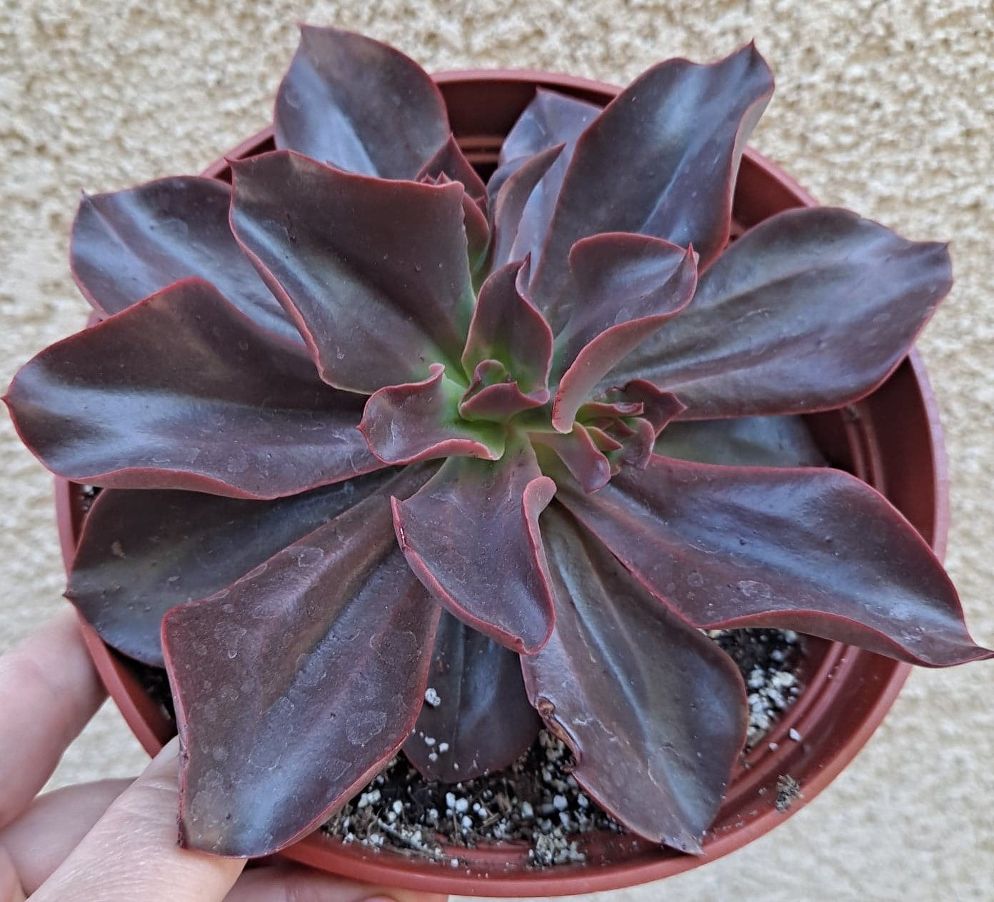 Echeveria 'Red Baron'