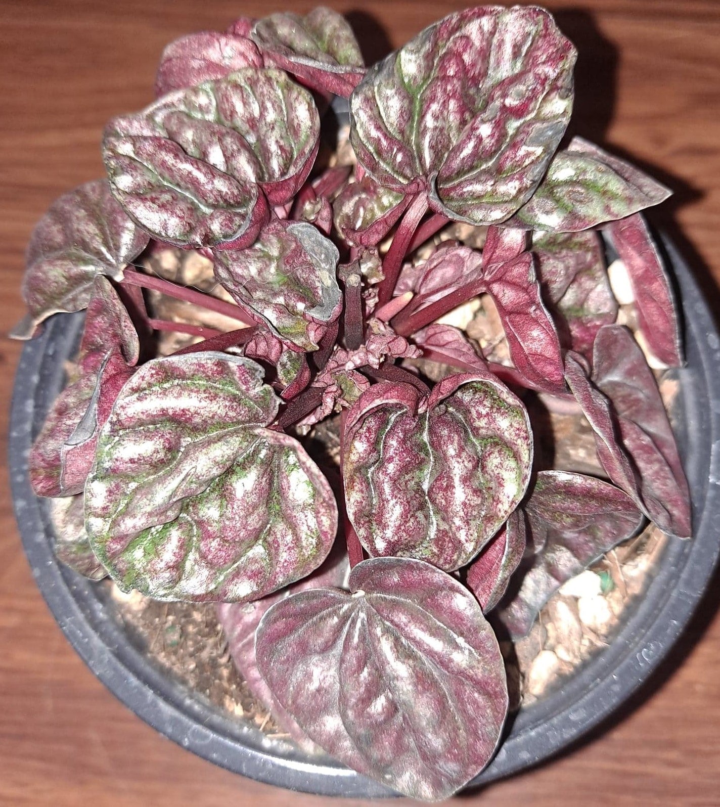 Peperomia 'Schumi Red'
