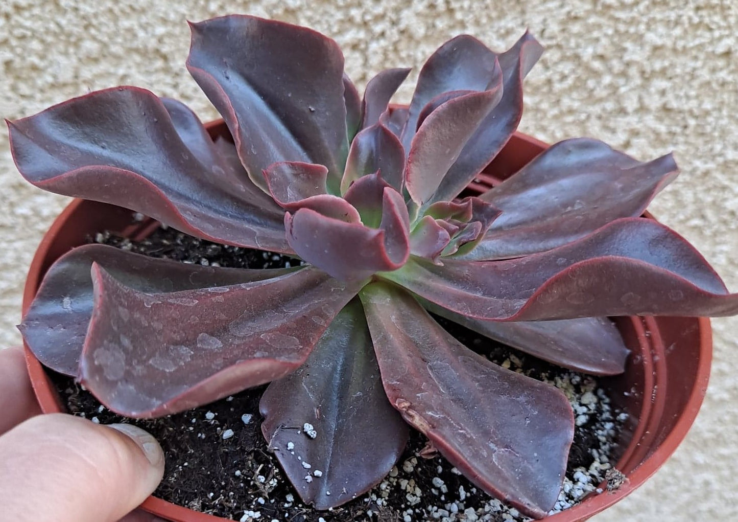 Echeveria 'Red Baron'