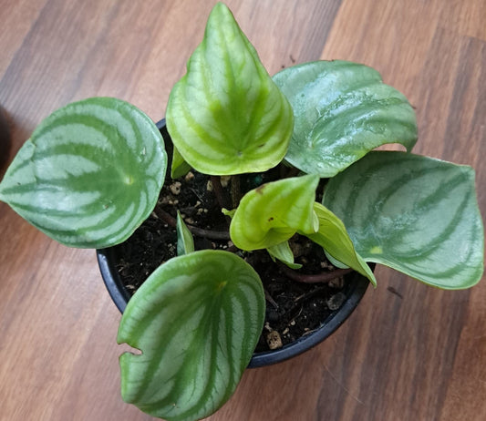 Peperomia argyreia Watermelon'