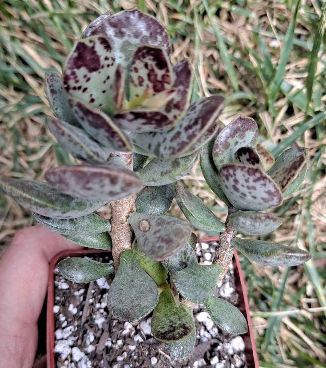 Adromischus trigynus aka Calico Hearts