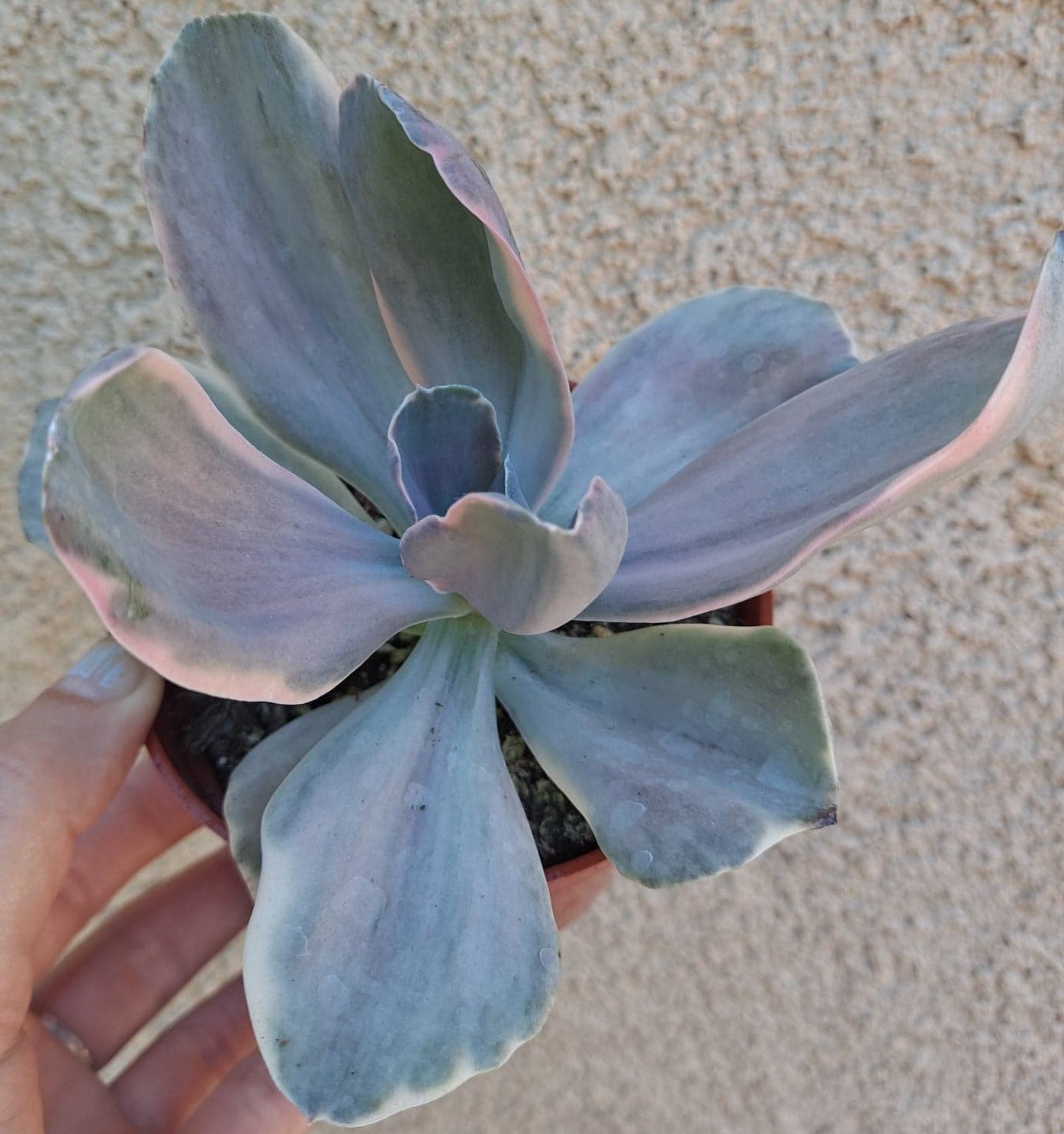 Echeveria decora