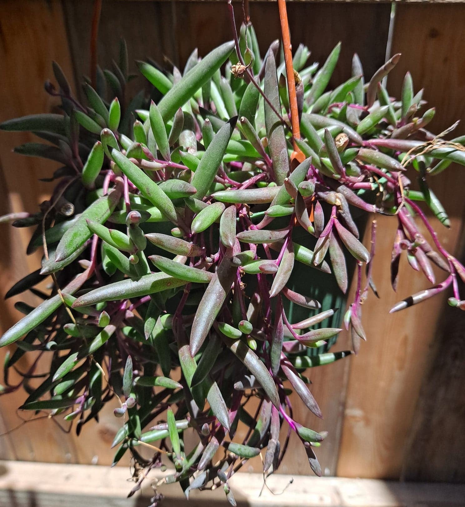 Senecio othonna capensis 'Ruby Necklace' Succulent plant ～2+ stem Cuttings~  | eBay