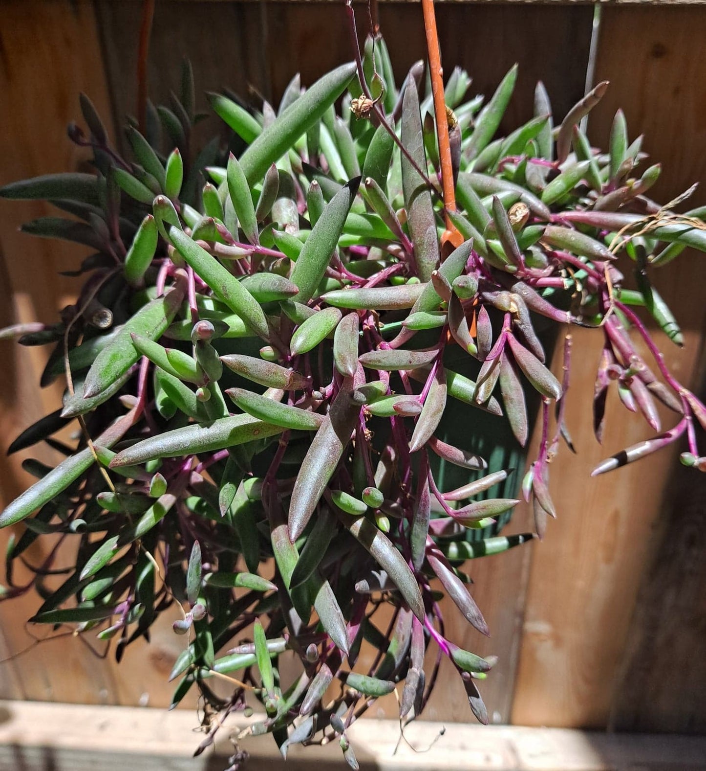 Othonna capensis ‘Ruby Necklace’