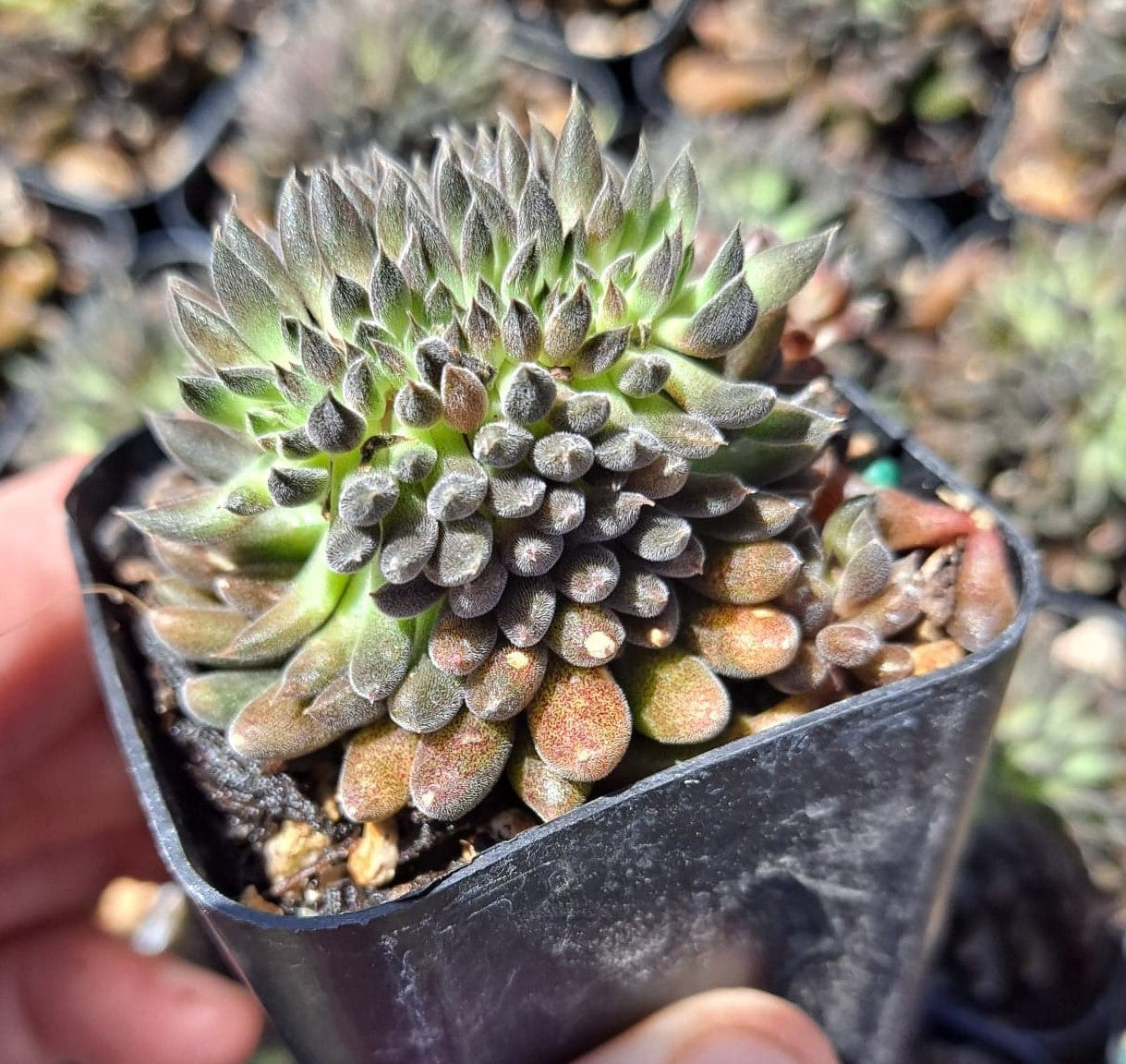 Sinocrassula yunnanensis f. cristata aka Chinese jade