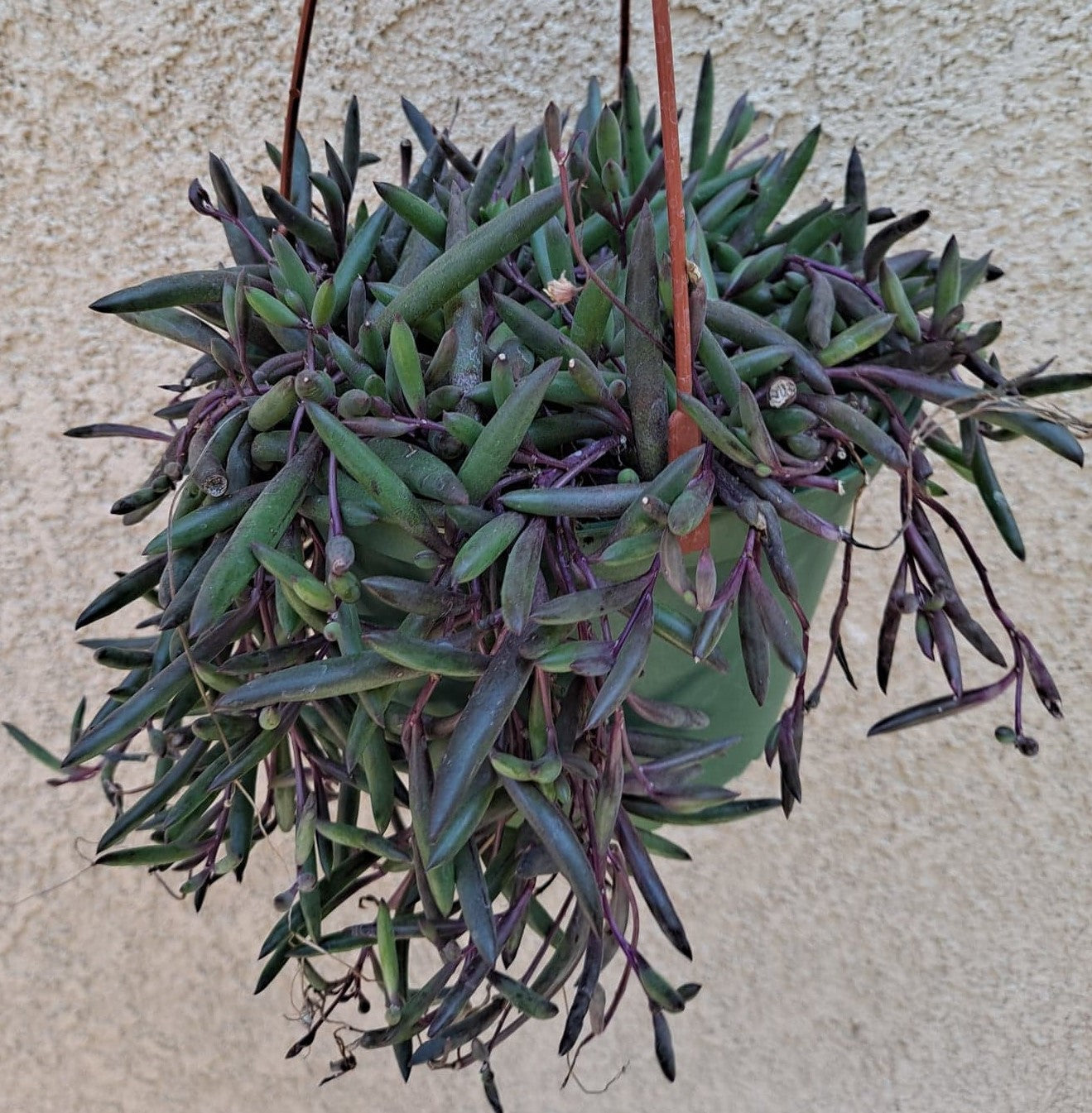 Othonna capensis ‘Ruby Necklace’