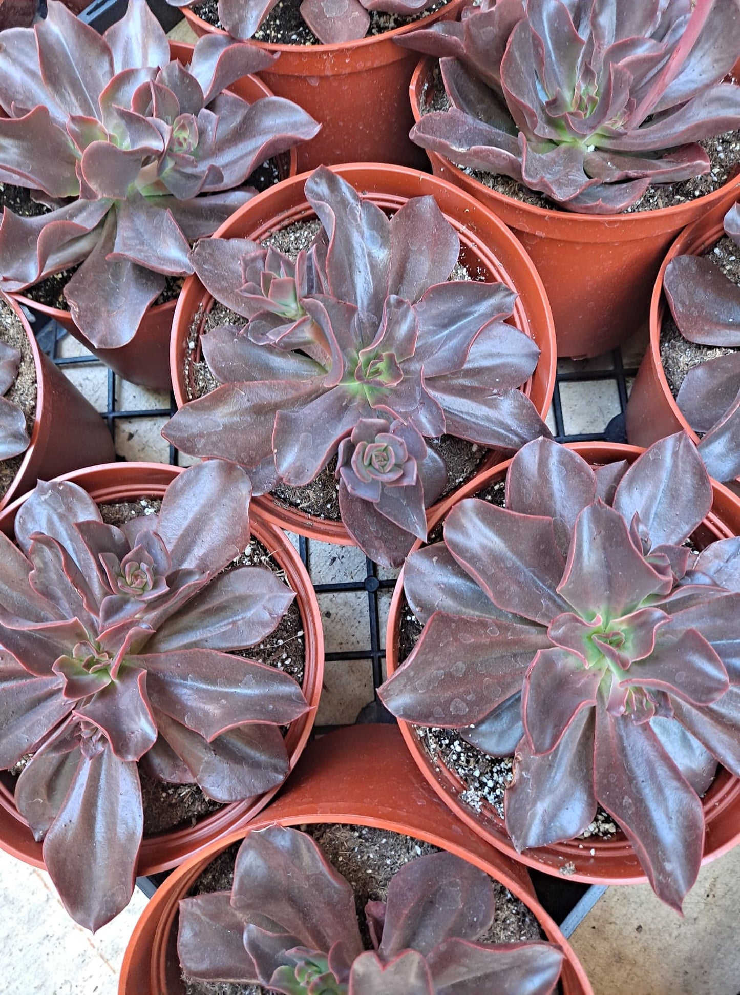 Echeveria 'Red Baron'