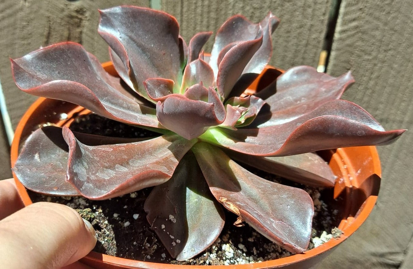 Echeveria 'Red Baron'