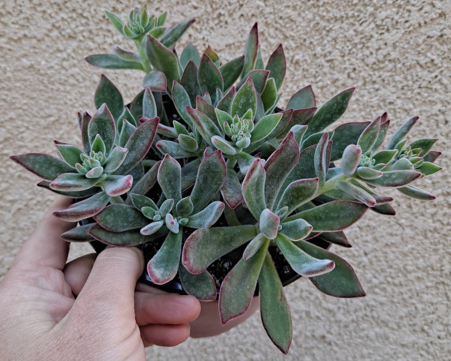 Echeveria harmsii