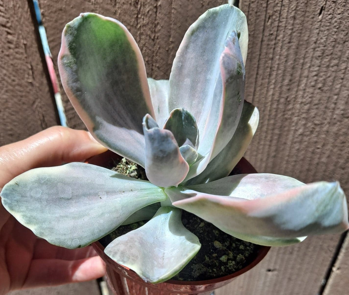 Echeveria decora