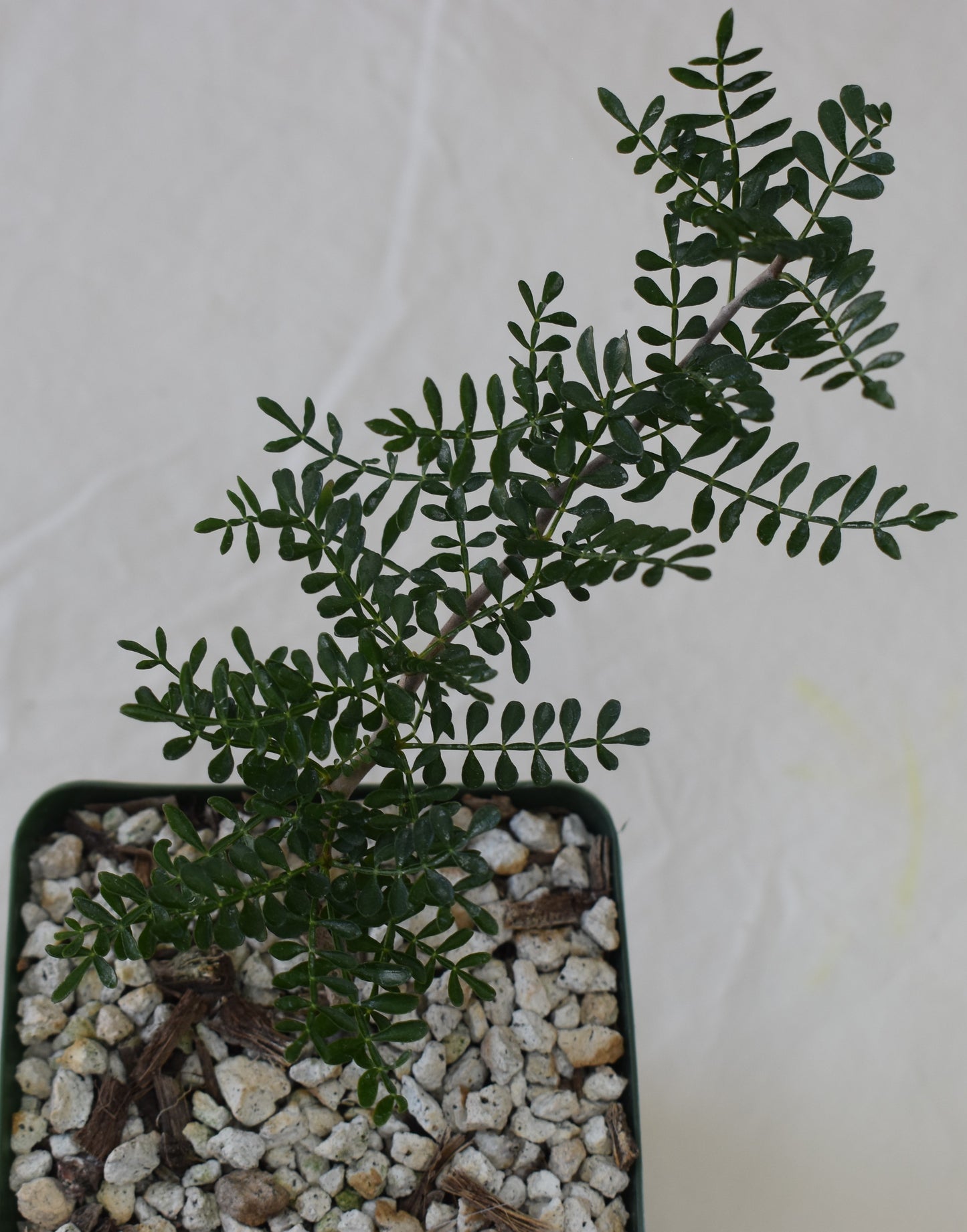 Operculicarya pachypus Live Succulent In 4 Inch