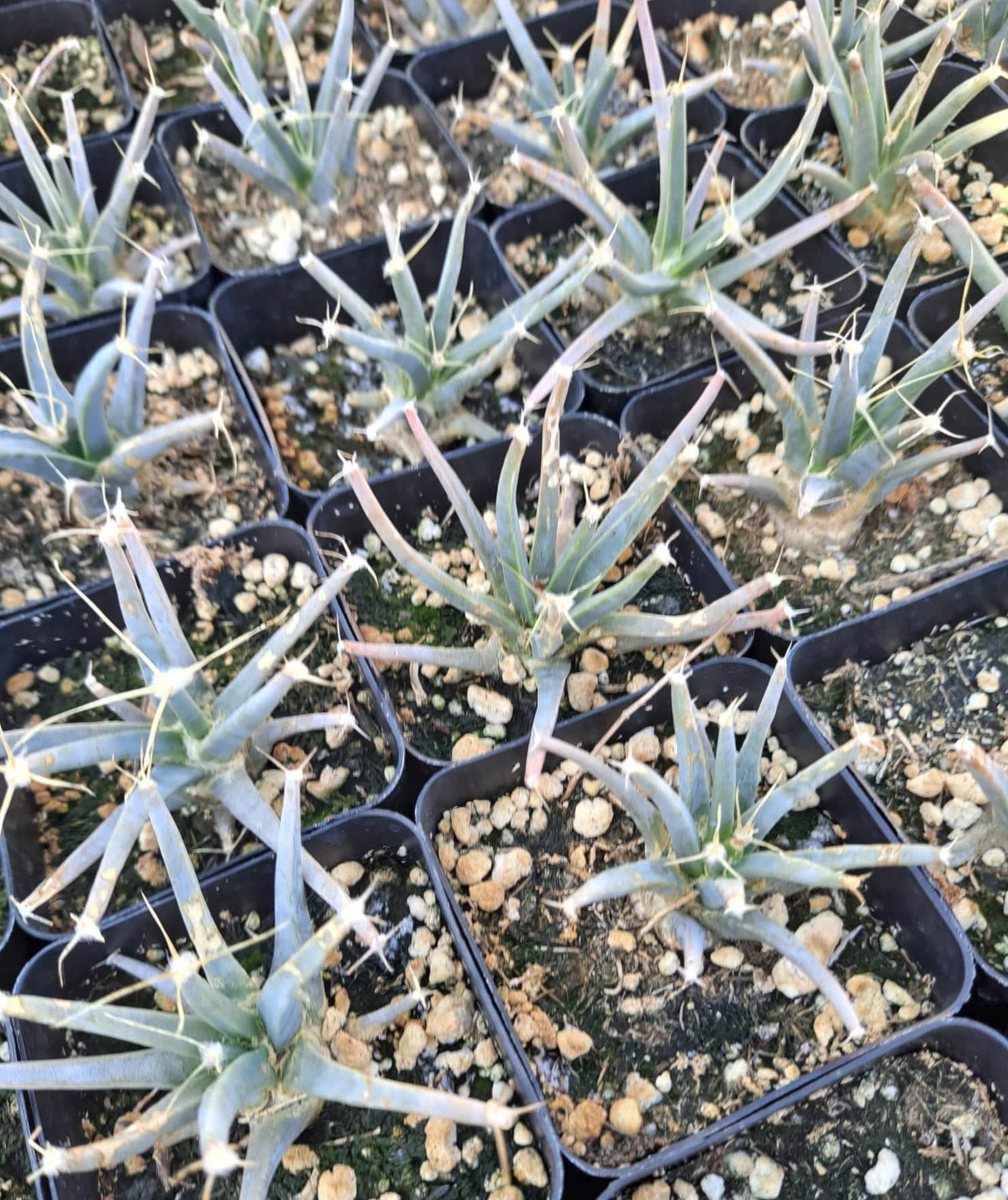 Leuchtenbergia principis 2.5 Inch Live Cactus