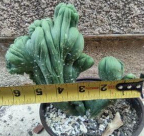 TBMC in a 6 Inch Live Cactus