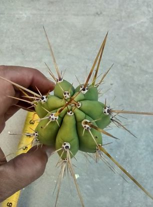 T. 'Clyde x Huarazensis' Live Cactus Cutting