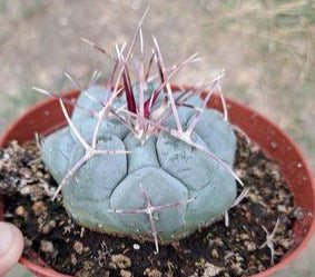 Thelocactus hexaedrophorus in 4 Inch Live Cactus