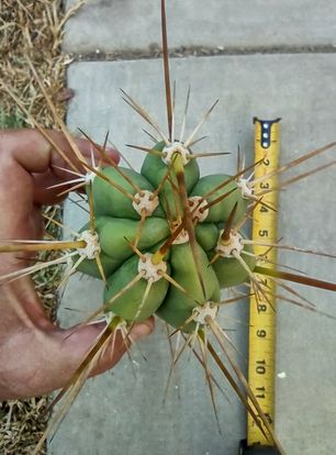 Trichocereus 'Clyde x Sharxx Blue' Live Cactus Cutting
