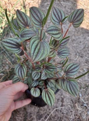 Peperomia 'Piccolo Banda' in 4.5 Inch Live Houseplant