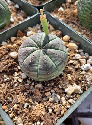 Euphorbia obese Live Succulent in 4 Inch