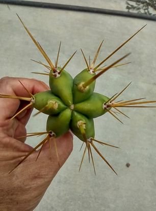 T. 'PR002' Live Cactus Cutting