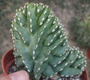 Pachycereus marginatus f. cristata aka Crested Mexican Fence Post Live Cactus