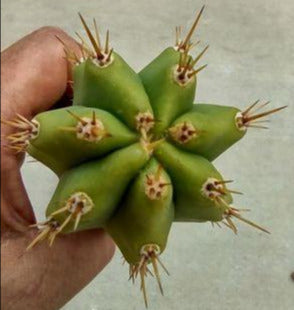 T. 'PR003' (Huarazensis x ?) Live Cactus Cutting