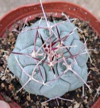 Thelocactus hexaedrophorus in 4 Inch Live Cactus