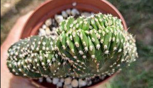 Pachycereus marginatus f. cristata aka Crested Mexican Fence Post Live Cactus