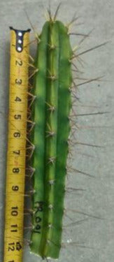 T. 'PR001' Live Cactus Cutting