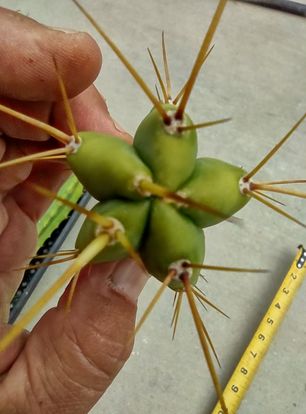 Small T. 'PR002' Live Cactus Cutting