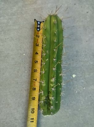 T. 'Clyde x Huarazensis' Live Cactus Cutting