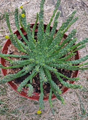 Euphorbia flanaganii Medusa Head in 8 Inch Live Succulent