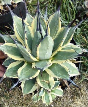 Agave Applanata 'Cream Spike' in 8 Inch Live Succulent