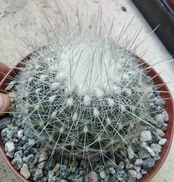 Thelocactus macdowellii Live Cactus in 6 Inch