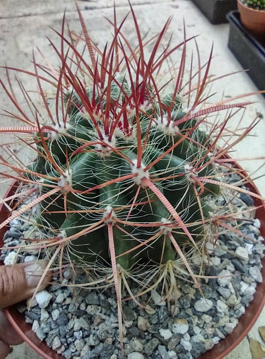 Ferocactus pilosus in 8 Inch Live Cactus