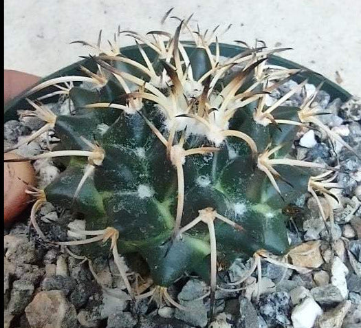 Mammillaria magnimamma var. krameri Live Cactus in 6 Inch