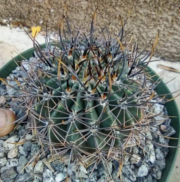 Echinopsis melanopotamica in 6 Inch Live Cactus