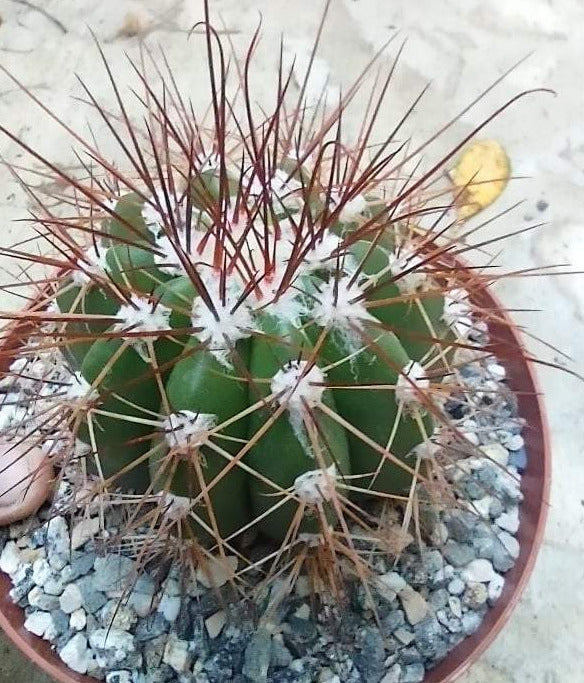 Melocactus longispinus Live Cactus in 5 Inch