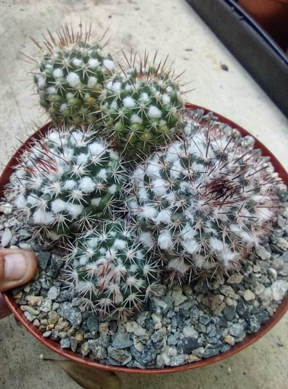 Mammilaria mammillaris Large Live Cactus in 8 Inch