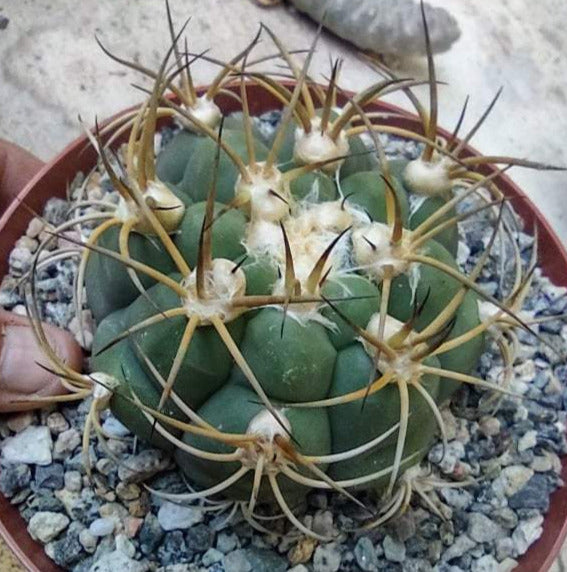 Gymnocalycium pflanzii v tomina in 5 Inch