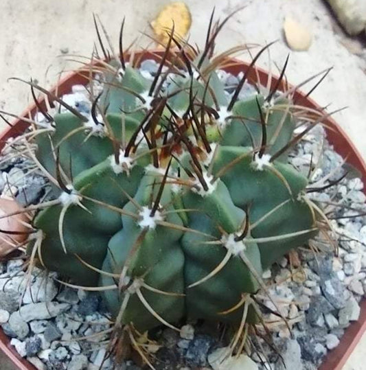 Melocactus concinnus Live Cactus in 5 Inch