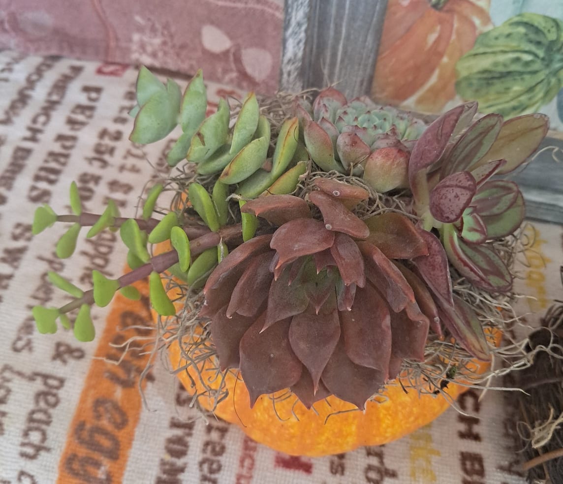 Beautiful Live Succulent Holiday Orange Pumpkin Arrangement