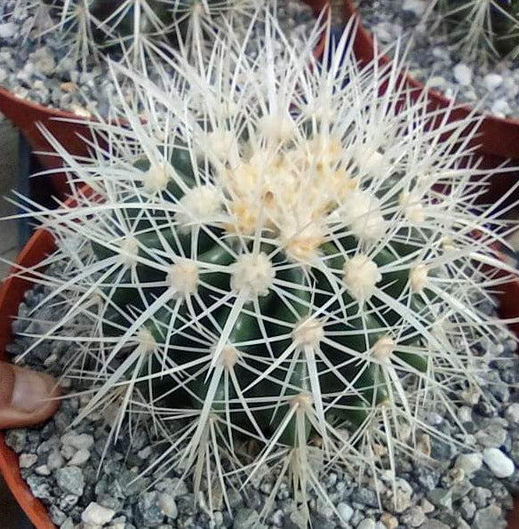 Echinocactus grusonii v. albispinus aka White Spined Barrel Live Cactus in 8"