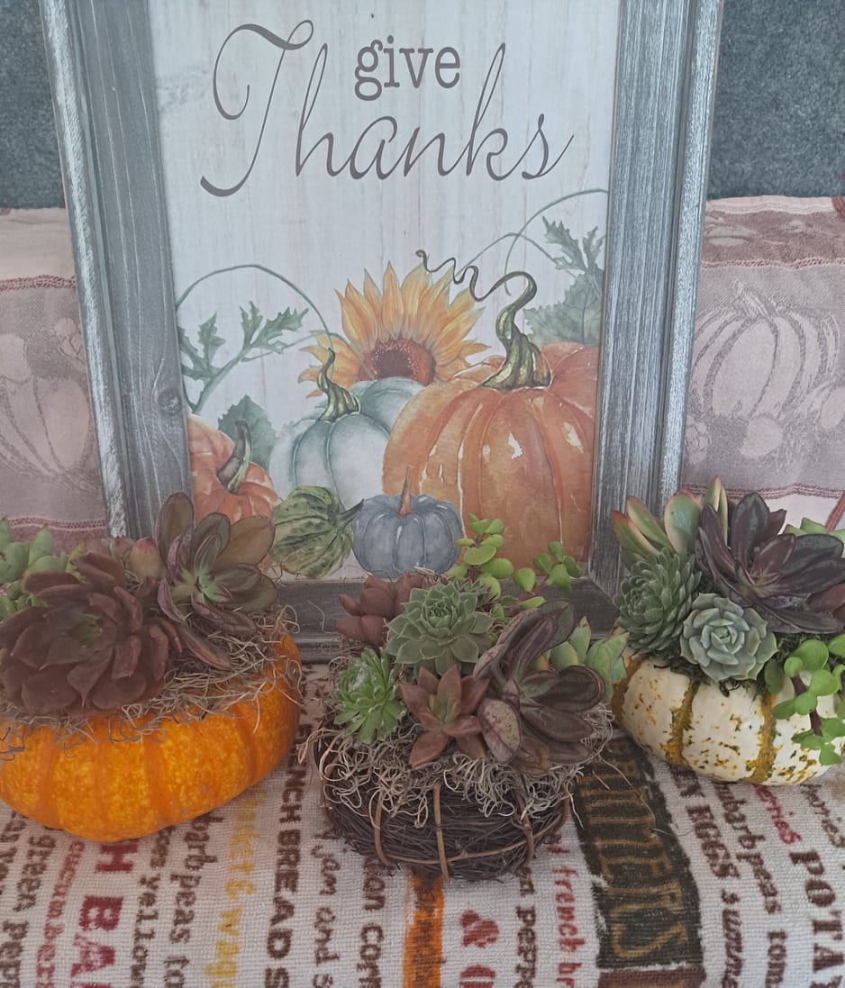 Beautiful Live Succulent Holiday Pumpkin Arrangements