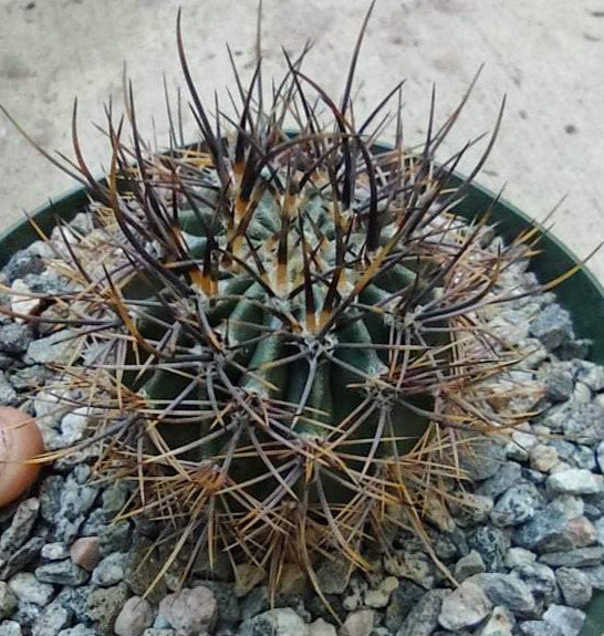 Echinopsis melanopotamica in 6 Inch Live Cactus