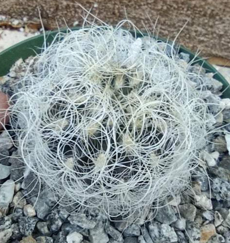 Eriosyce senilis in 6 Inch Live Cactus